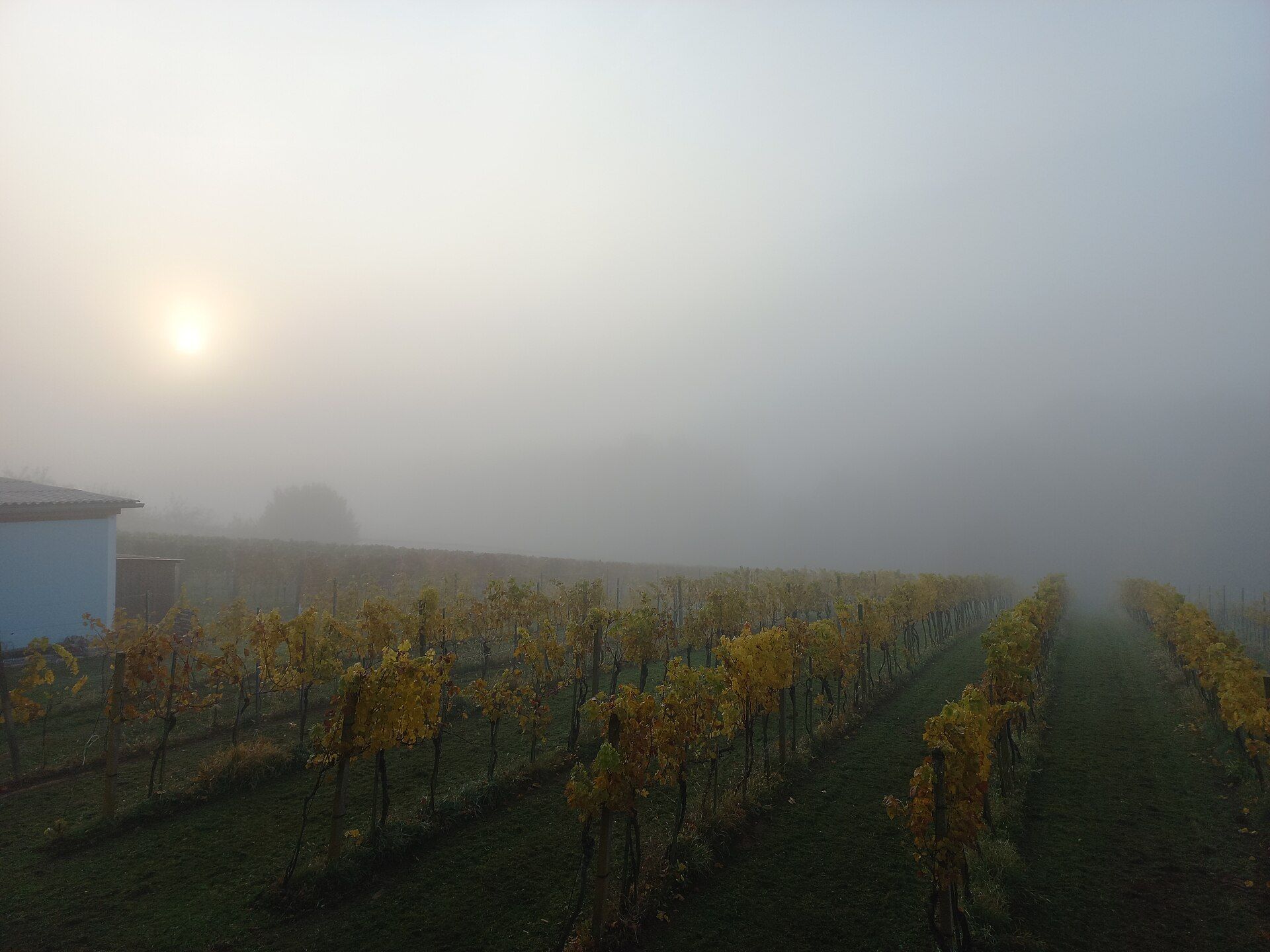 Viñedo en la niebla
